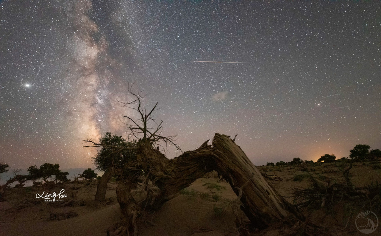 怪树林星空