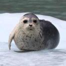 海豹