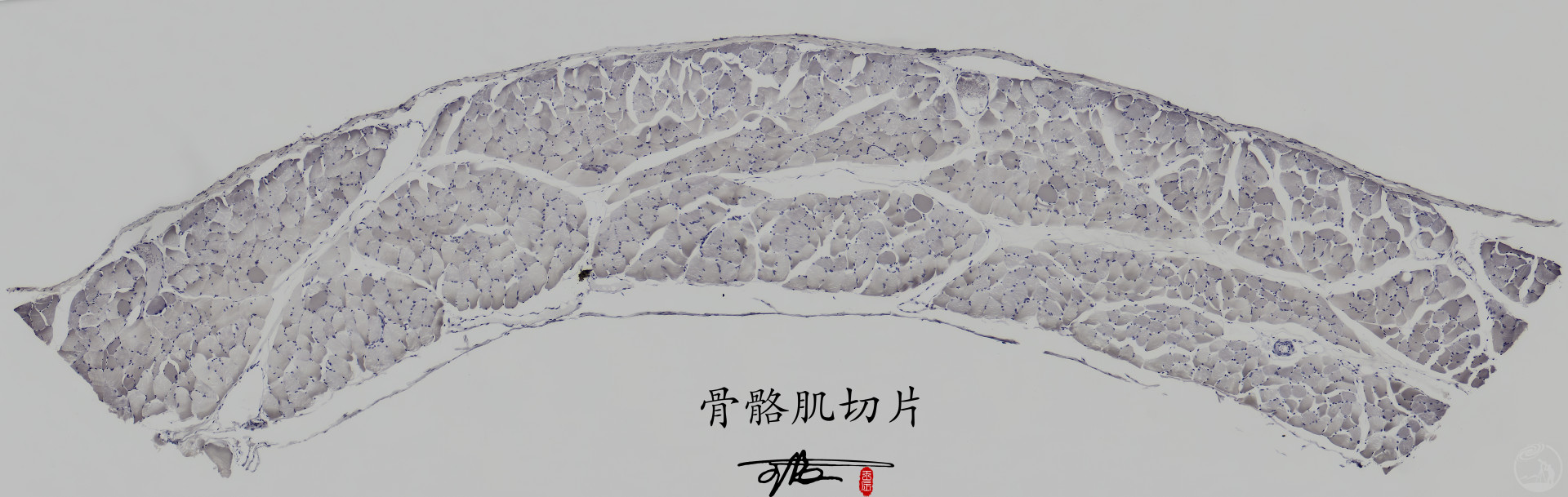 骨骼肌切片