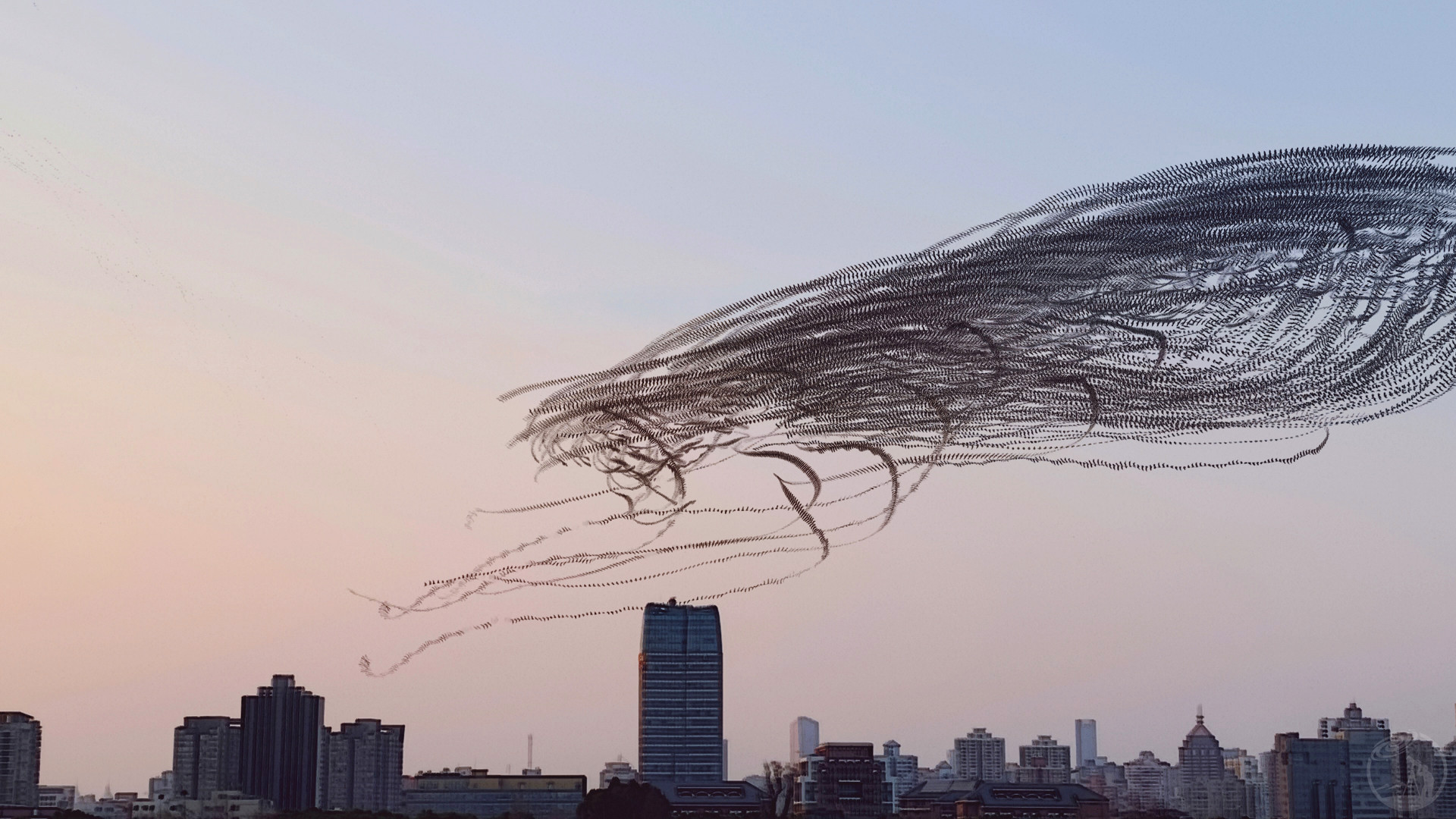 城市上空的鸥