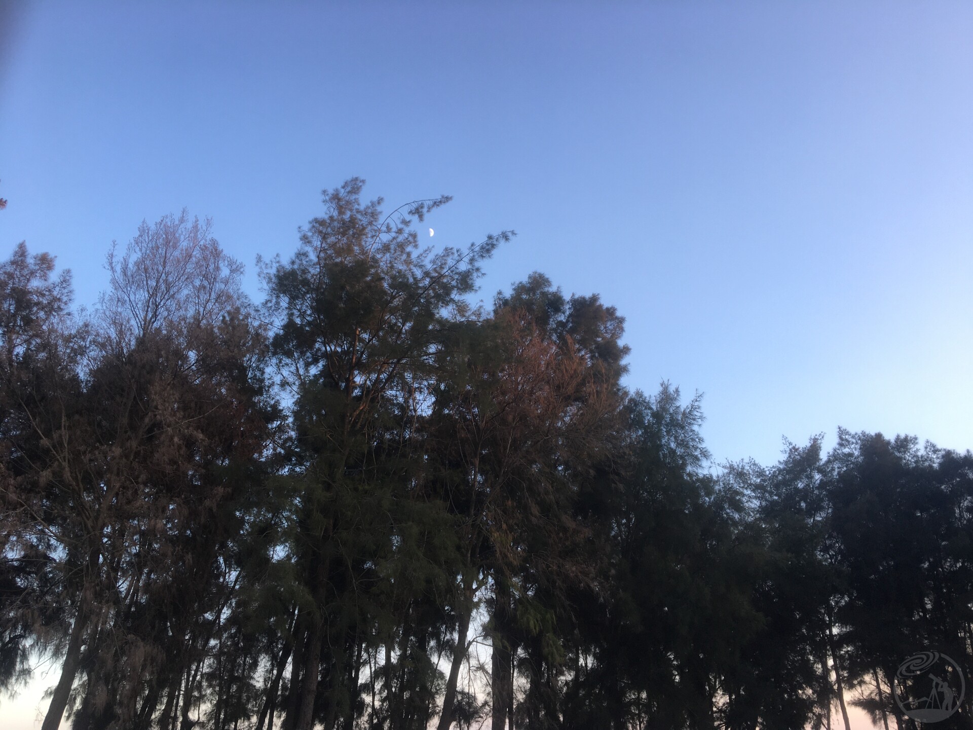 树梢之月