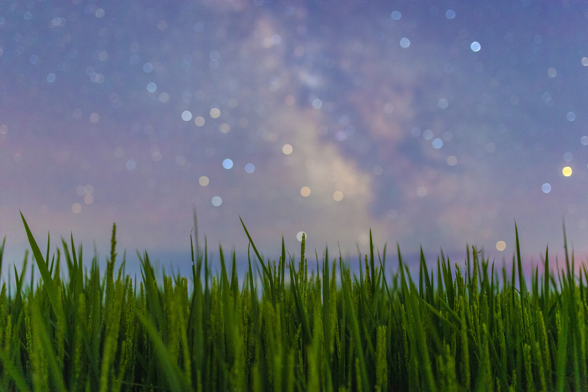 星辰掩映下稻苗茁壮成长