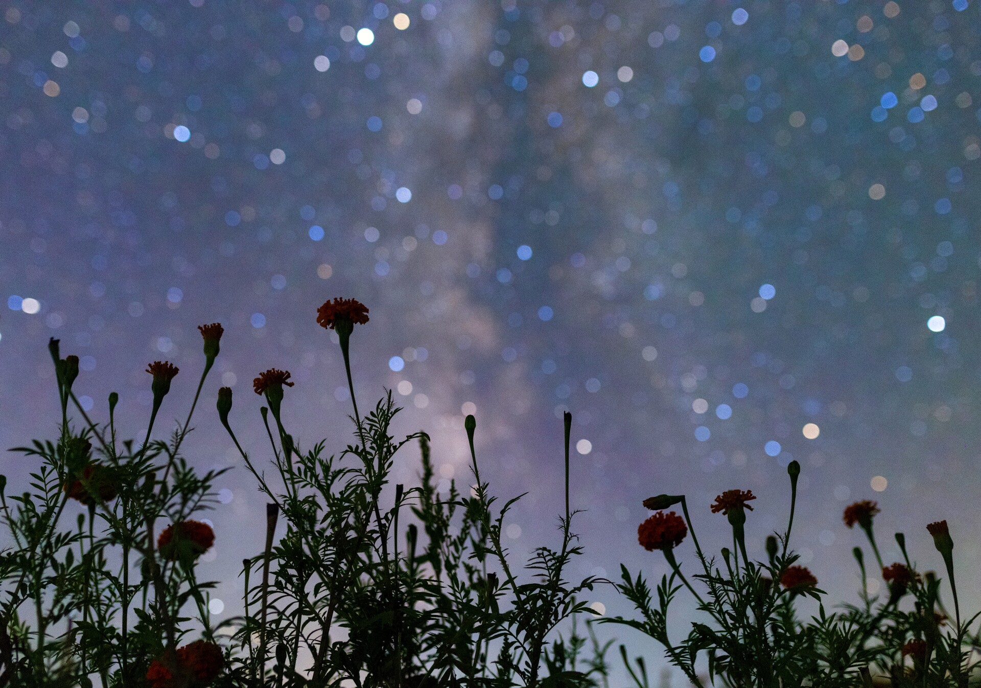 花语星辰