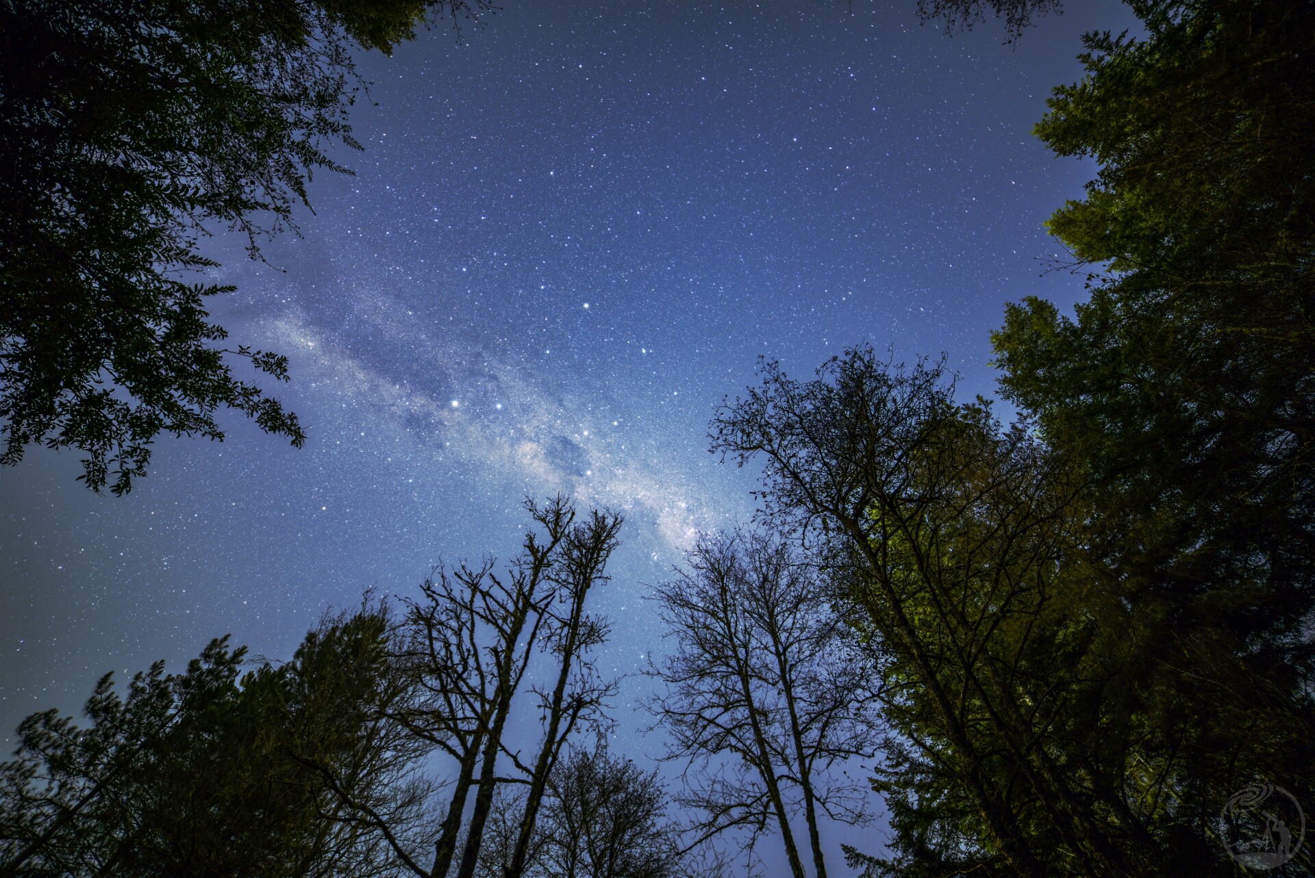 森林上空的星星