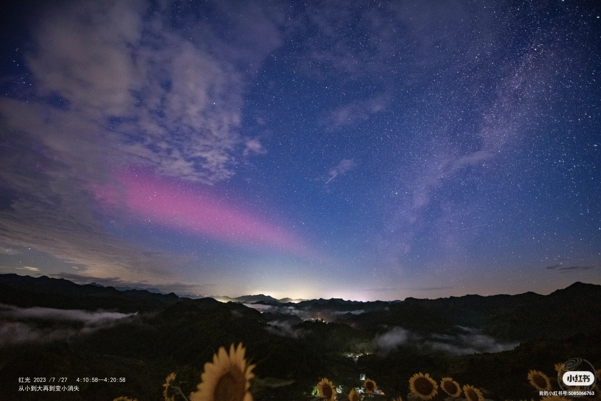 向日葵红精灵