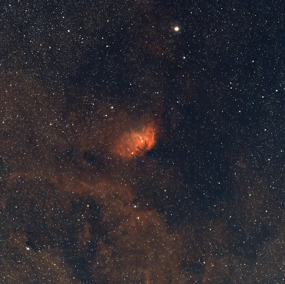 夜空中绝美的郁金香