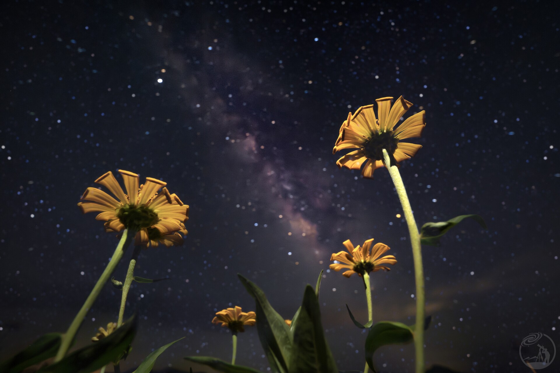 星空下的格桑花