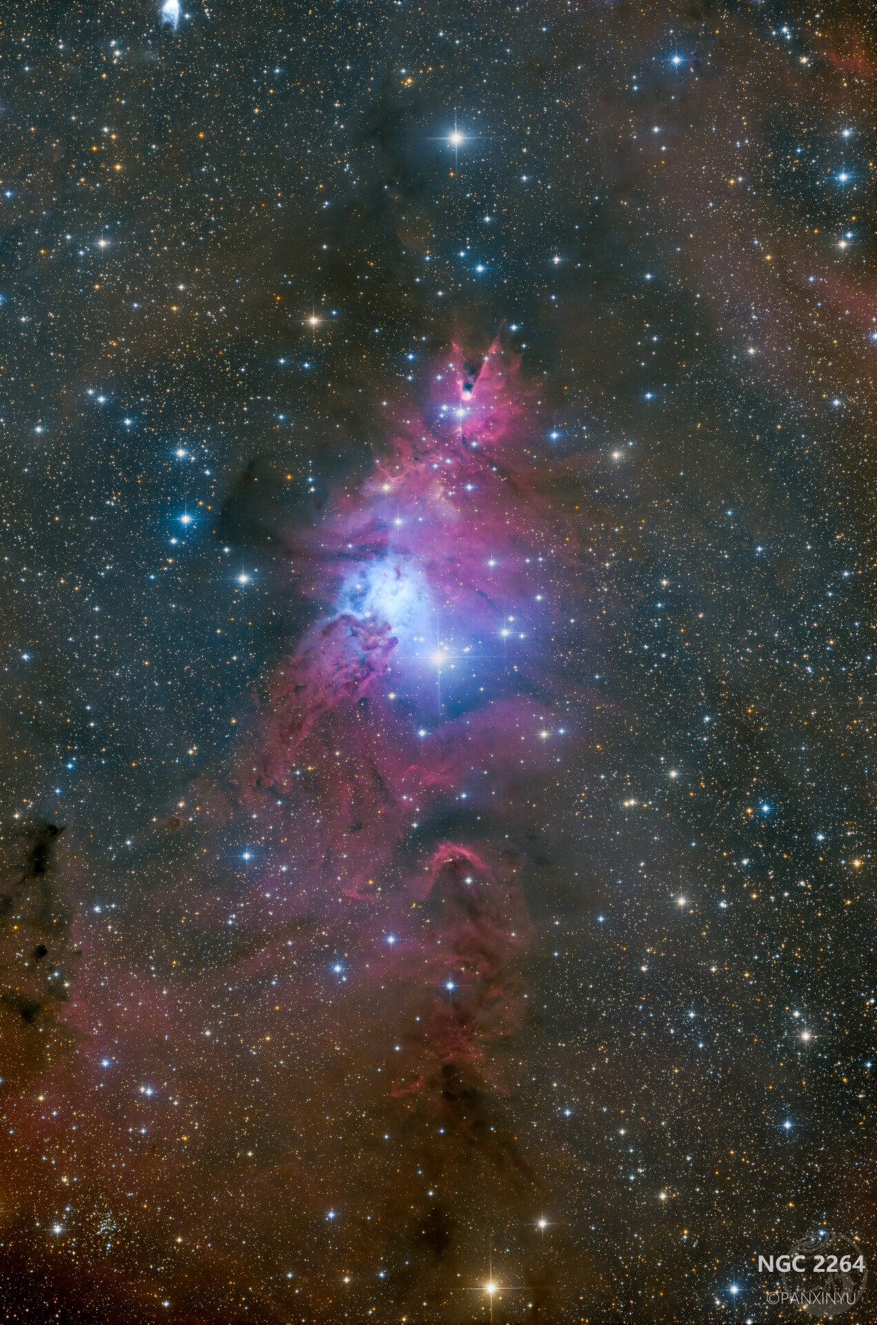 圣诞树星团