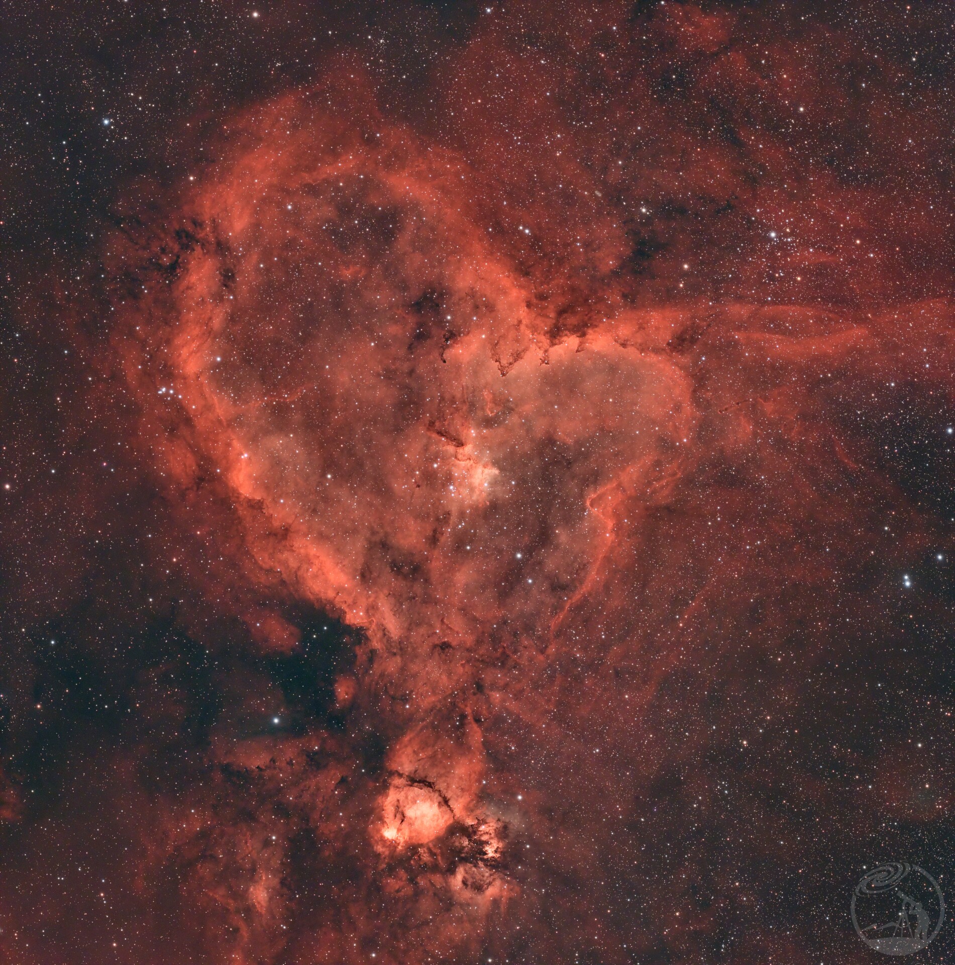 ic1805大鸡腿