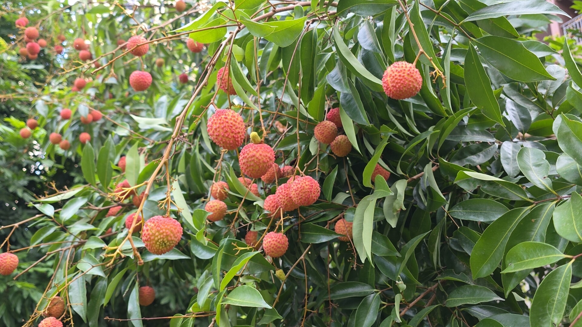 荔枝