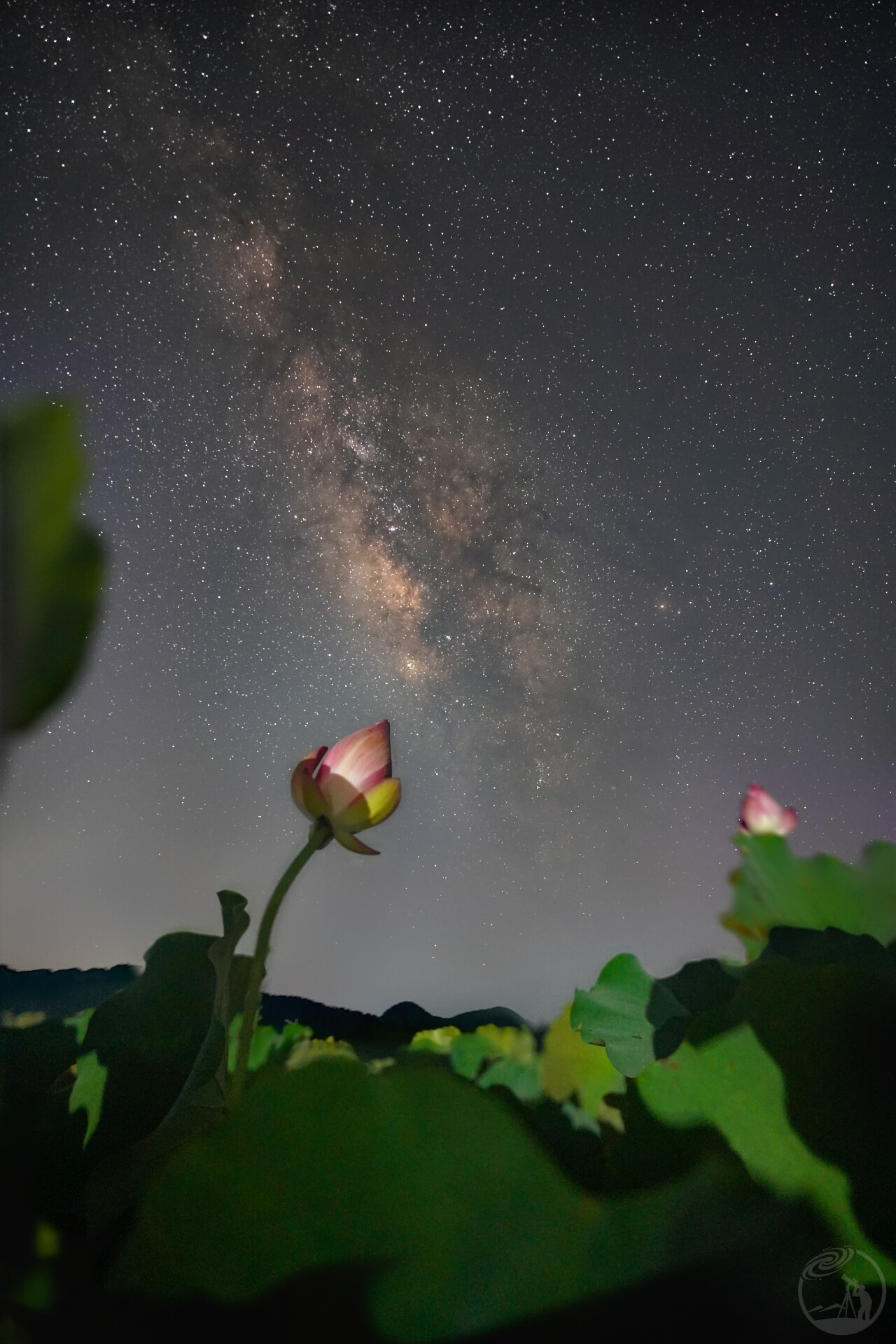 星荷筑梦