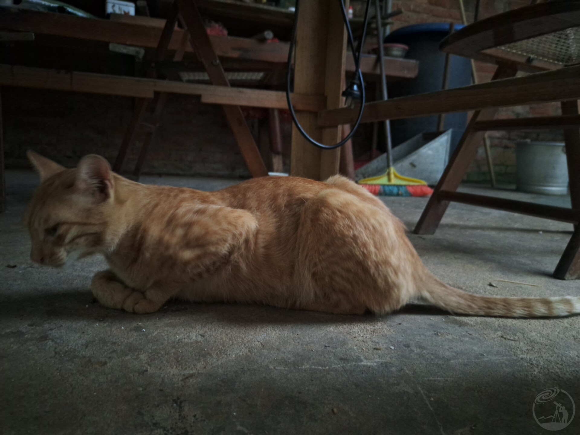 小猫