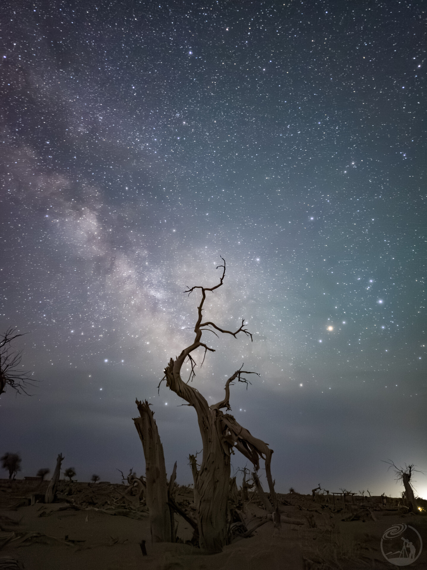 怪树林星河