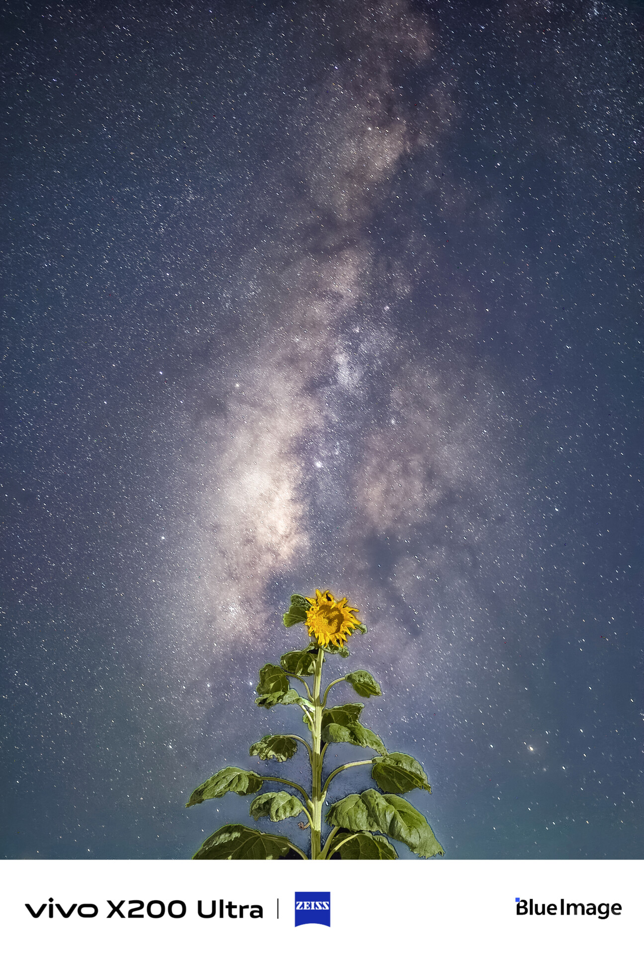 星空下的向日葵