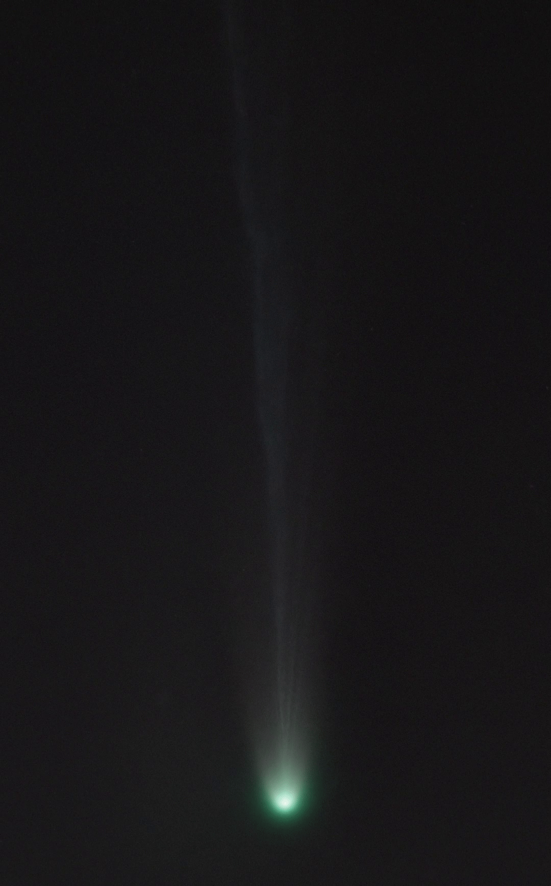 C/2025 A6 (Lemmon) 动态gif