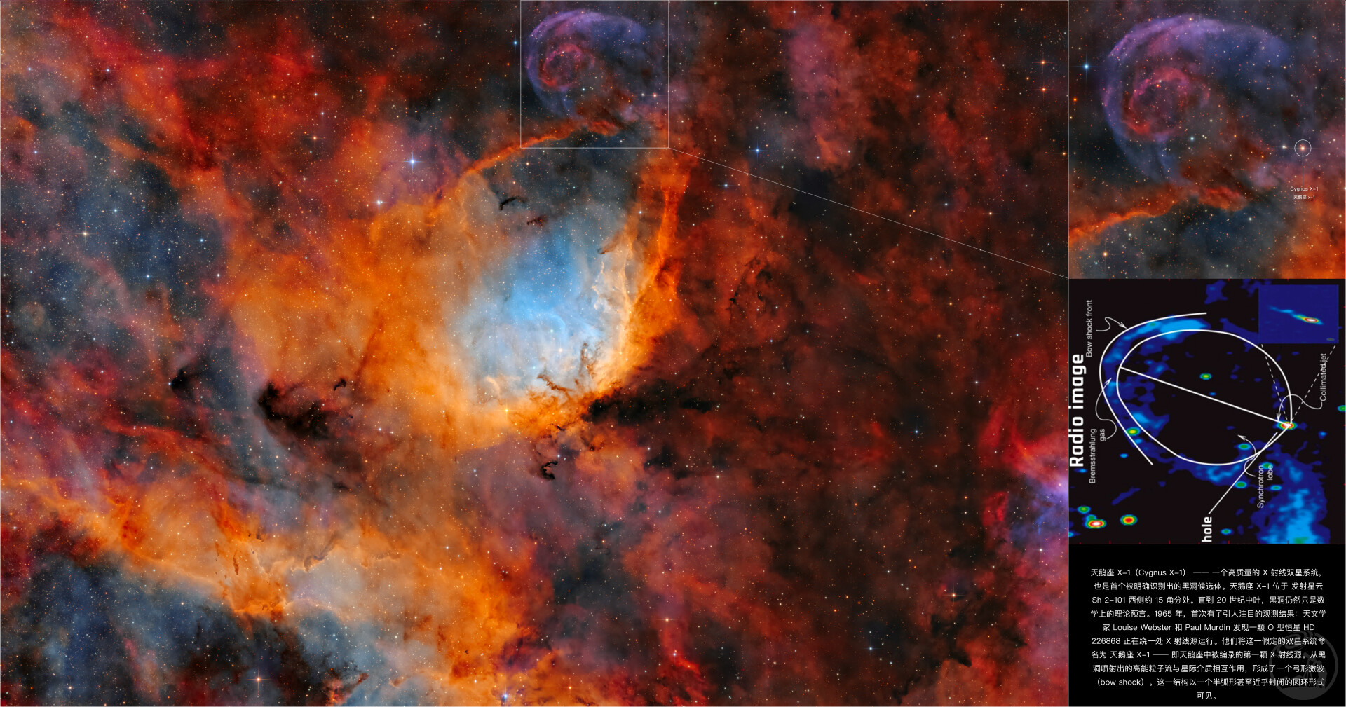 郁金香与天鹅座X-1黑洞喷流