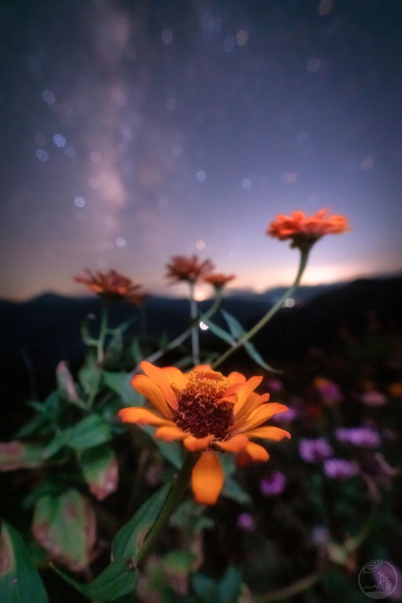 星空下的百日菊