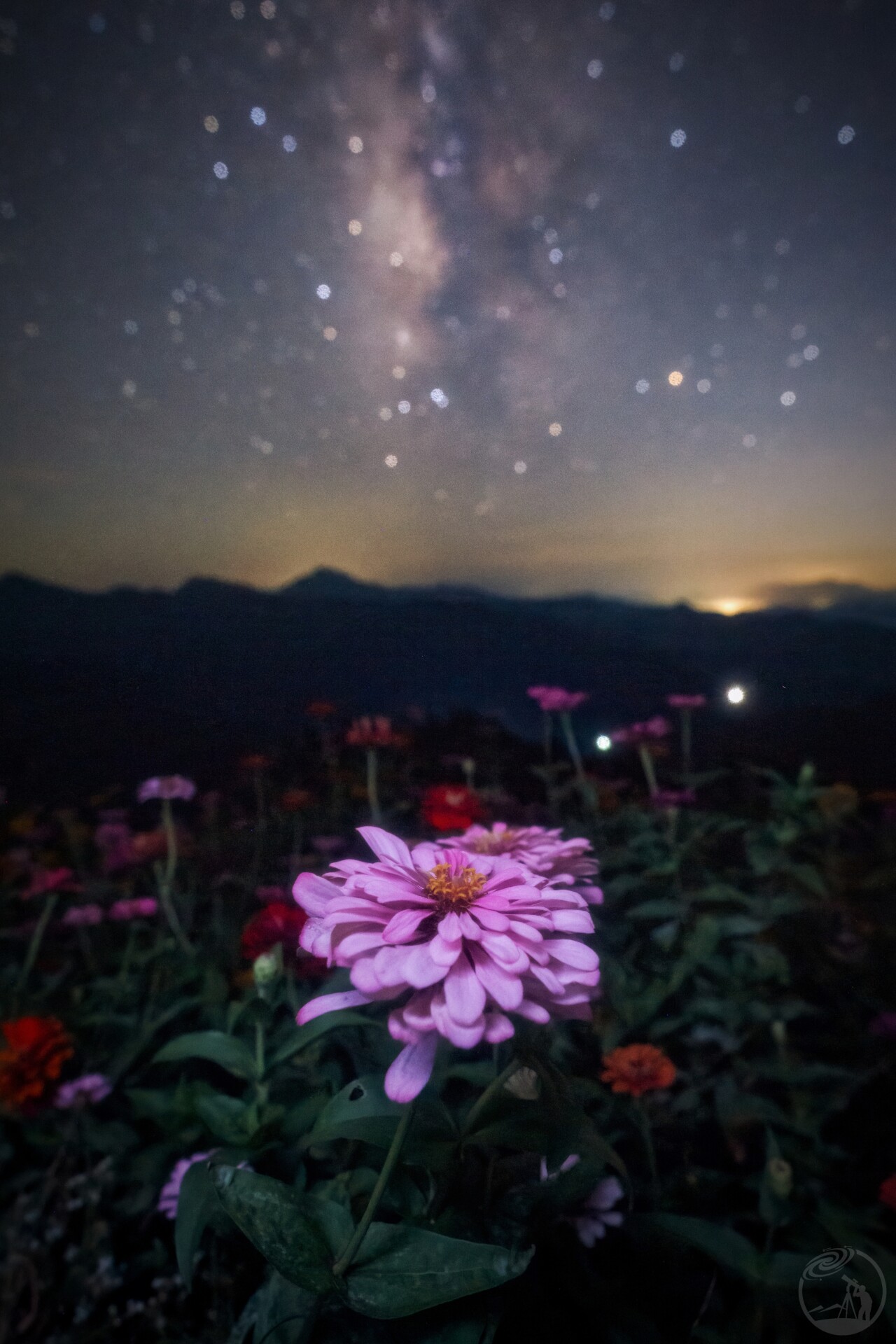 星空下的百日菊Ⅱ