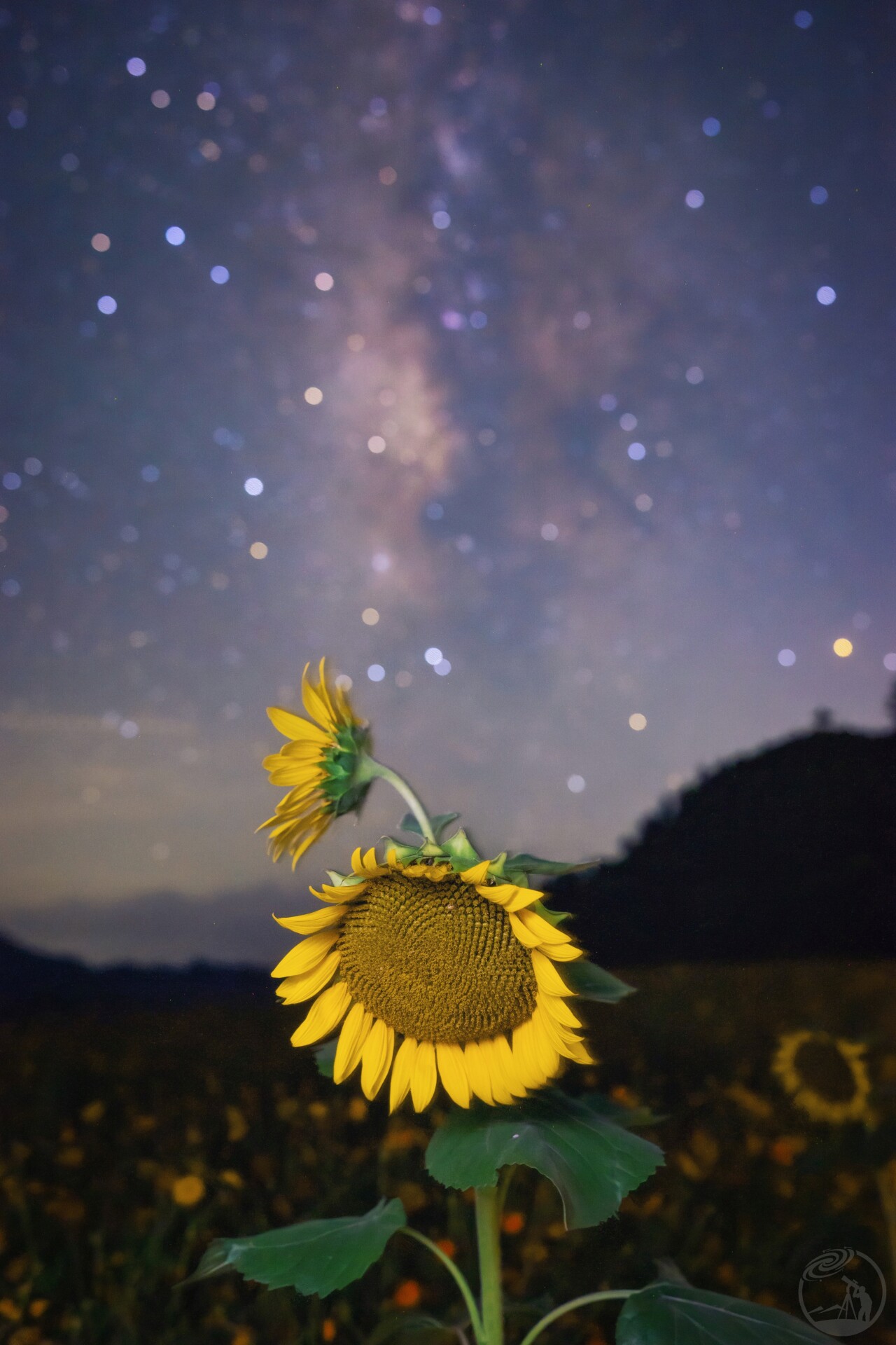星空下的向日葵