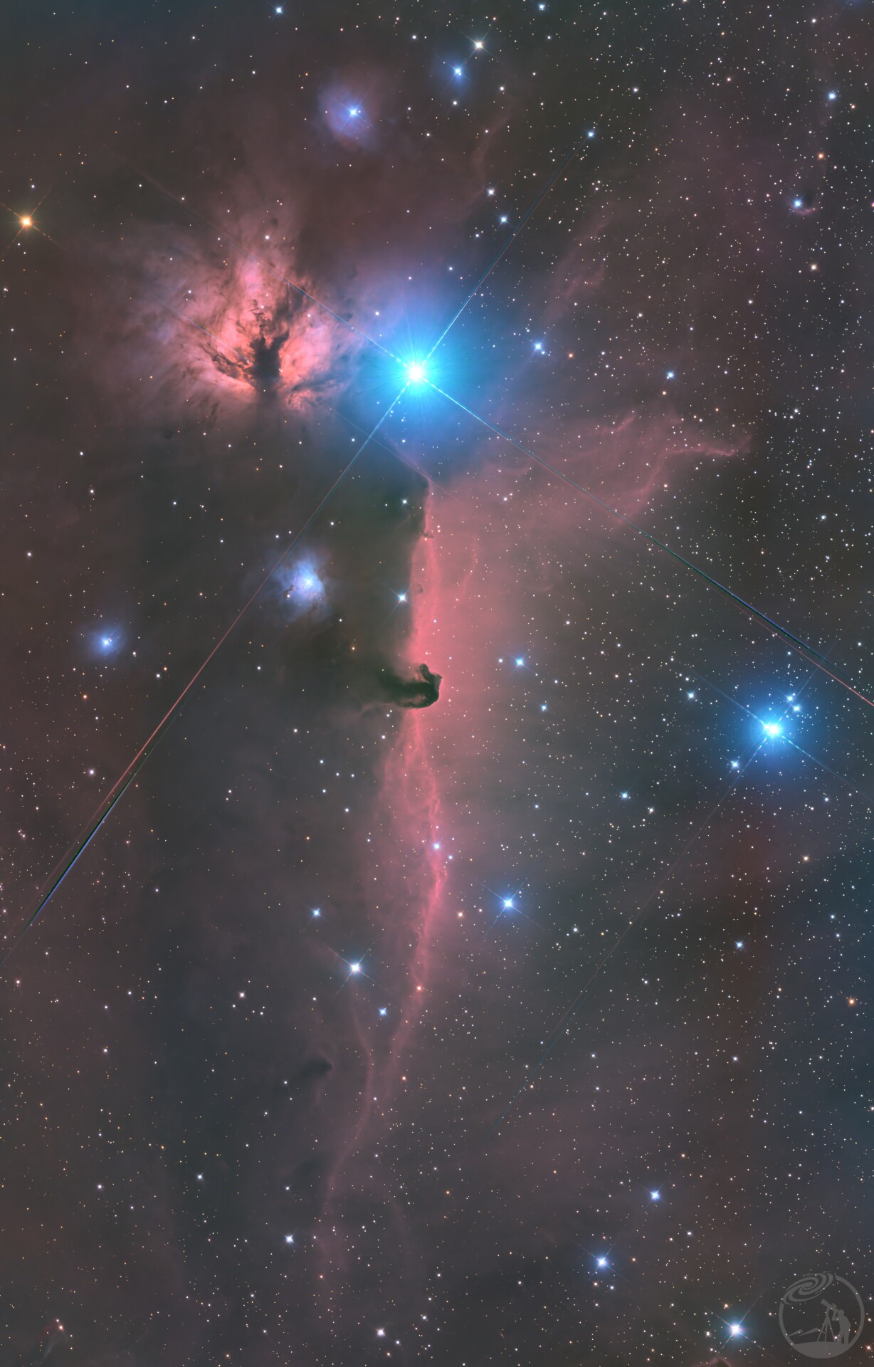 老中黄的最后一作