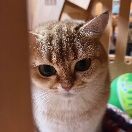 吃冰淇淋烫死了