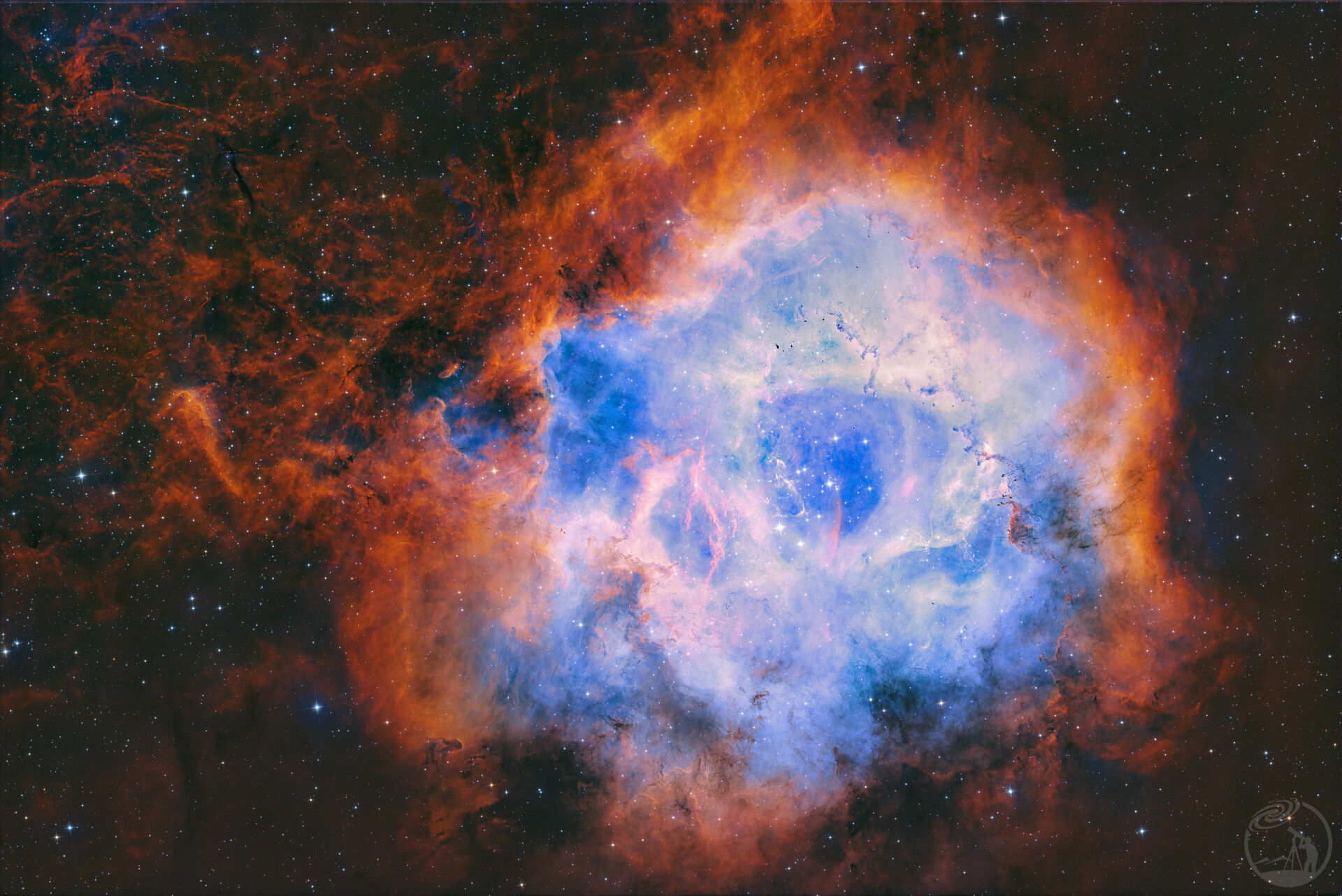 绽放的烈焰玫瑰