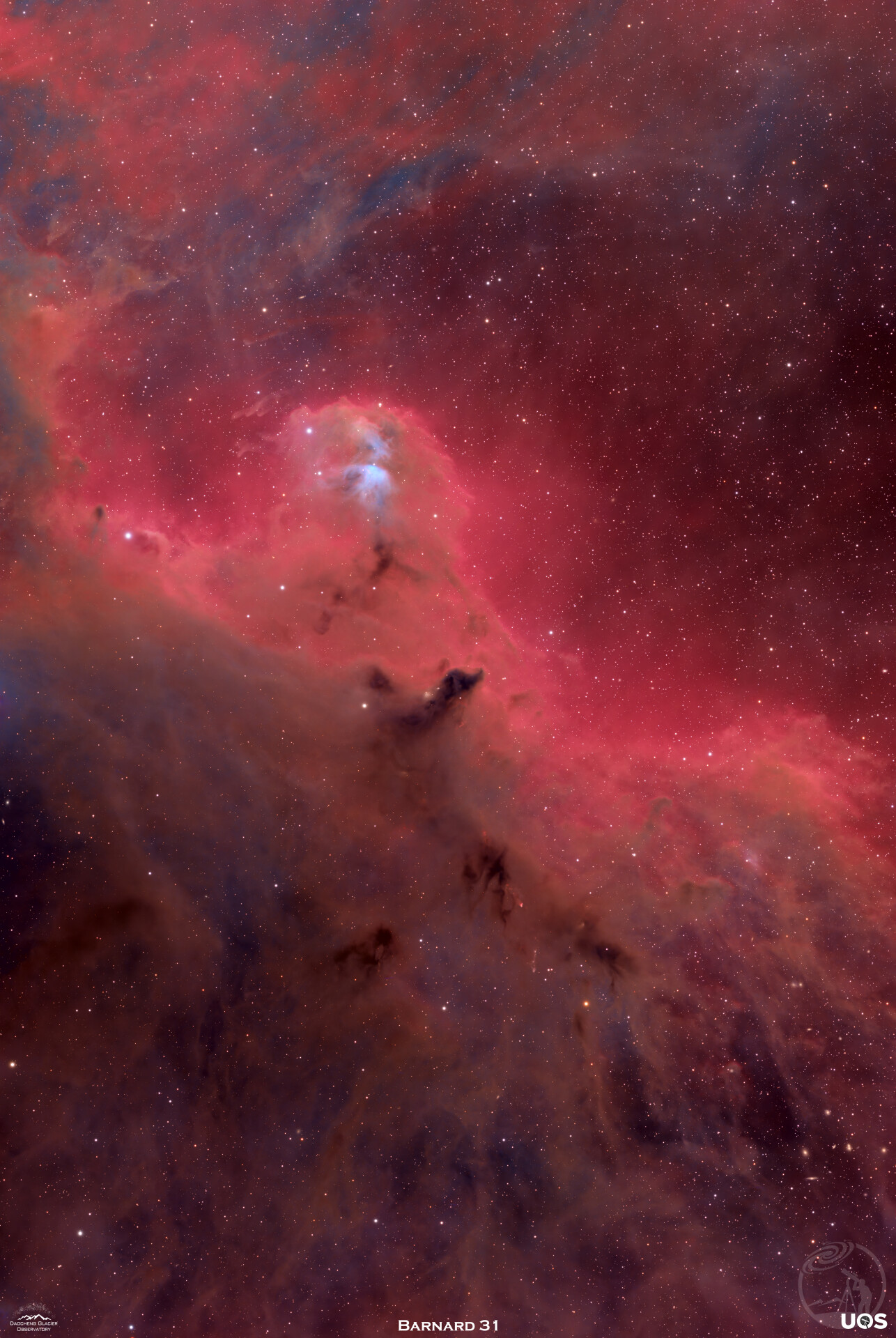 守护猎户的神鸟