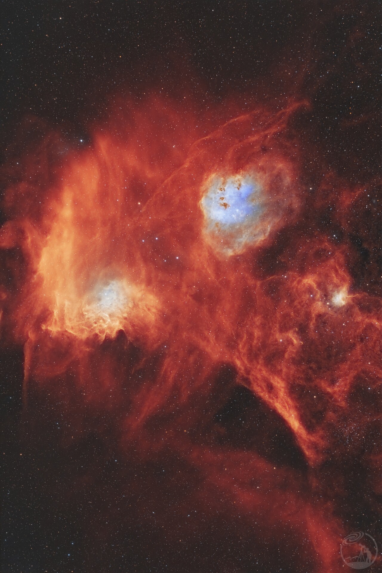 火焰之星与蝌蚪