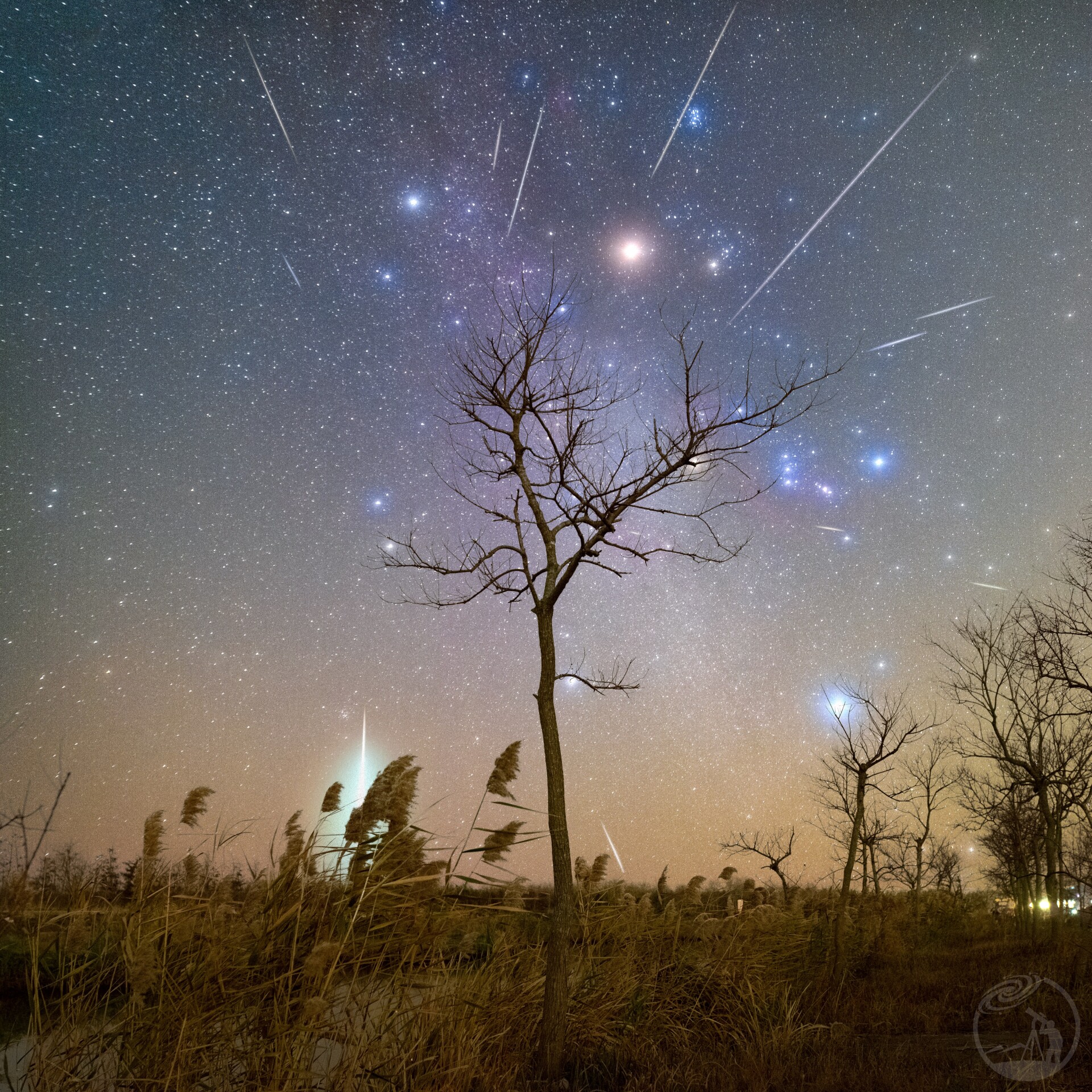 这棵树抖了一抖，抖出了数颗流星！