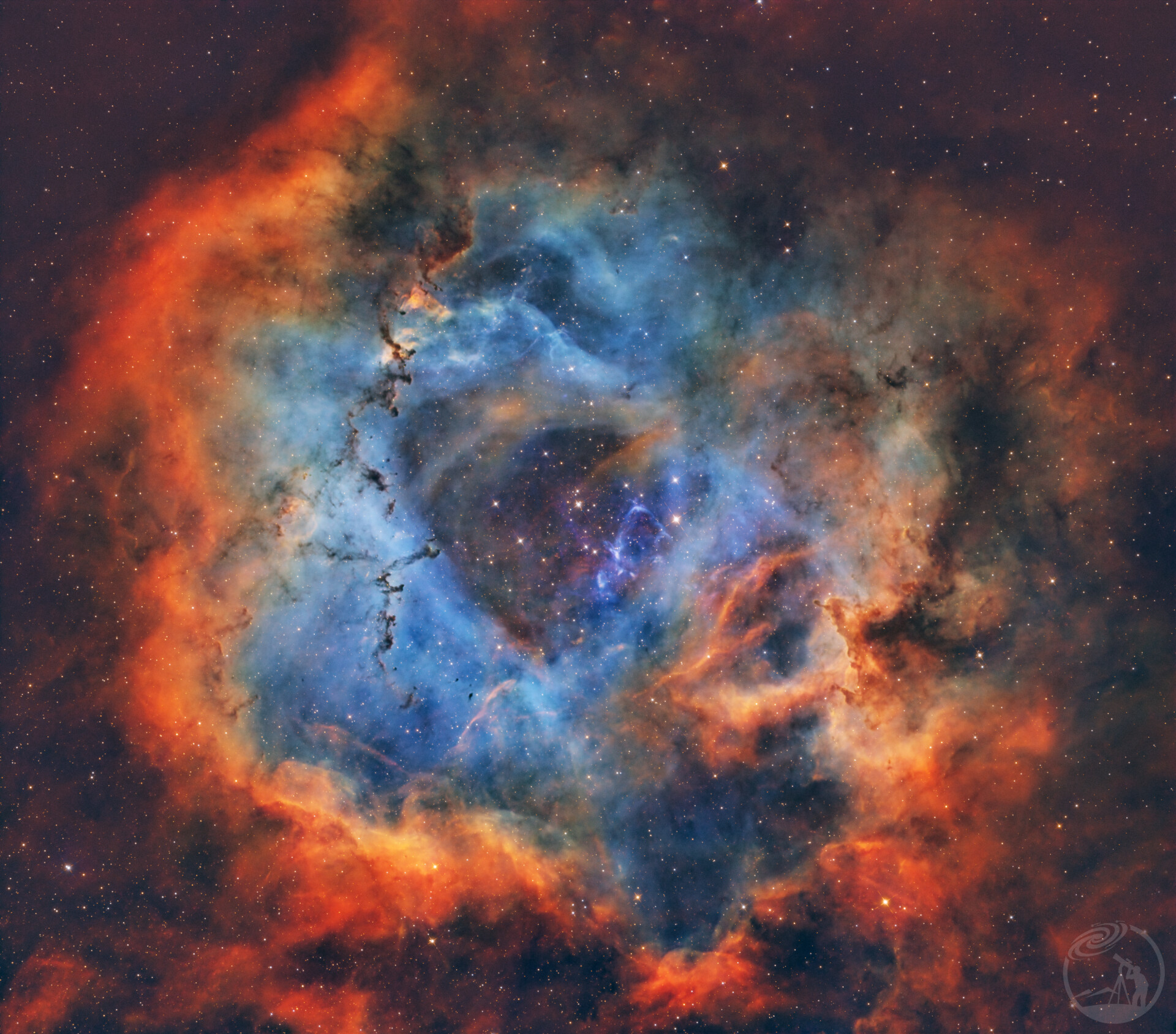 顶级光污染下的玫瑰