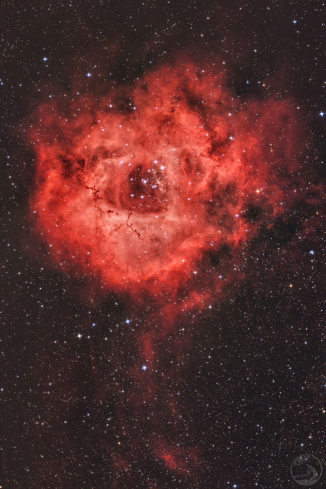 一朵宇宙中盛开的玫瑰