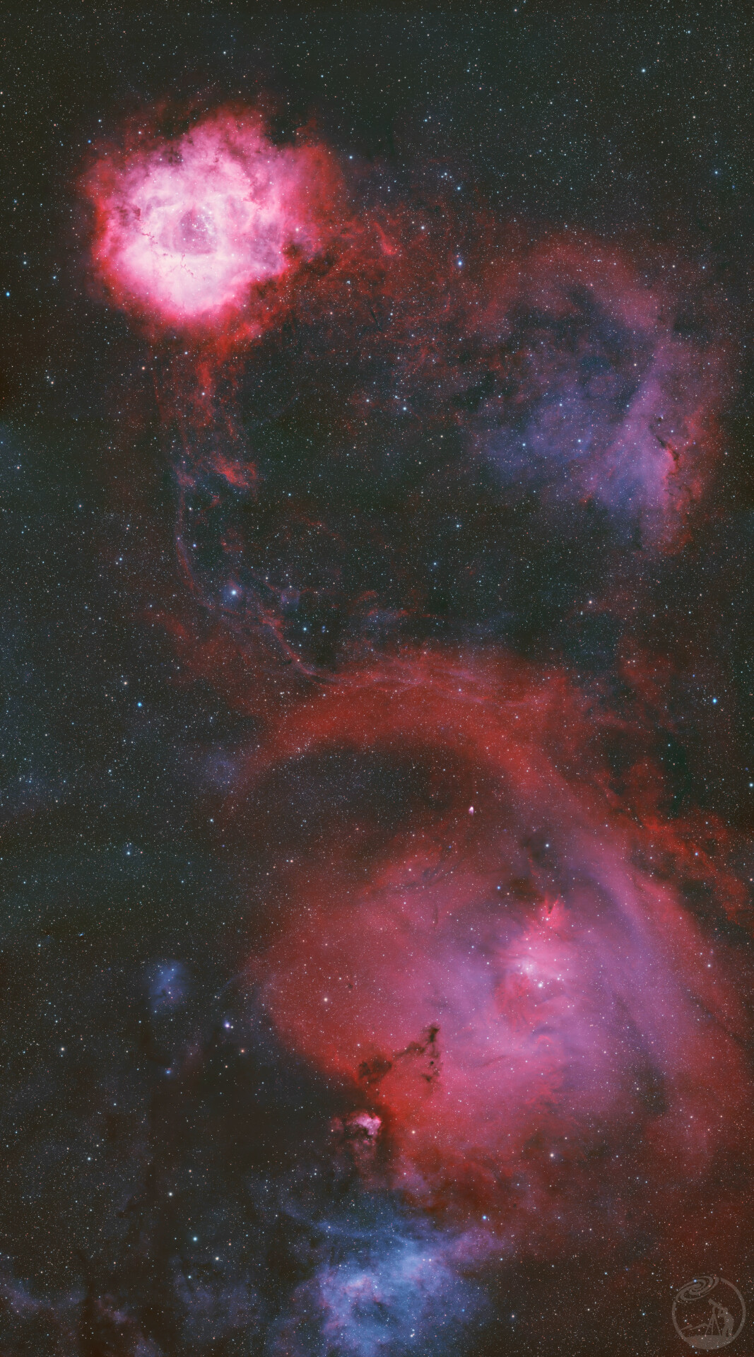 玫瑰圣诞树广域