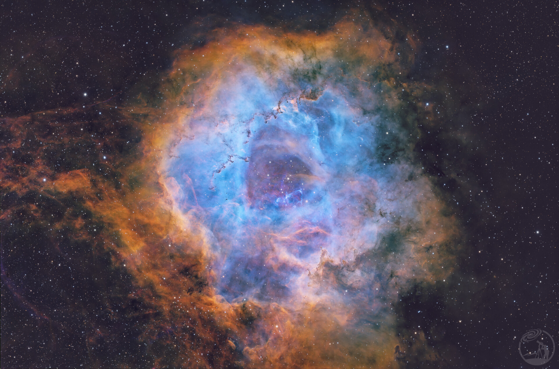 NCC2237 玫瑰SHO V2