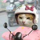 普通村长