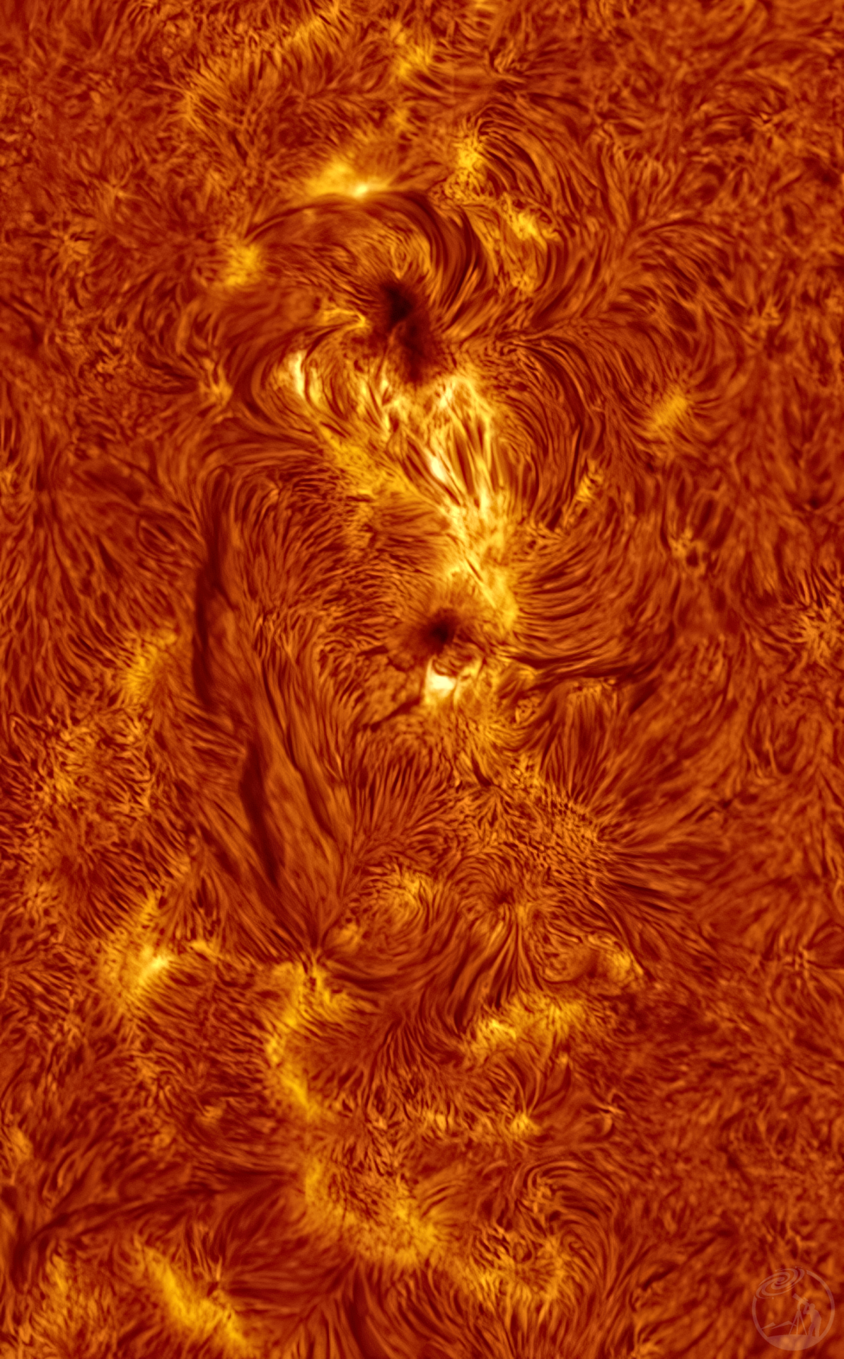 火凤凰