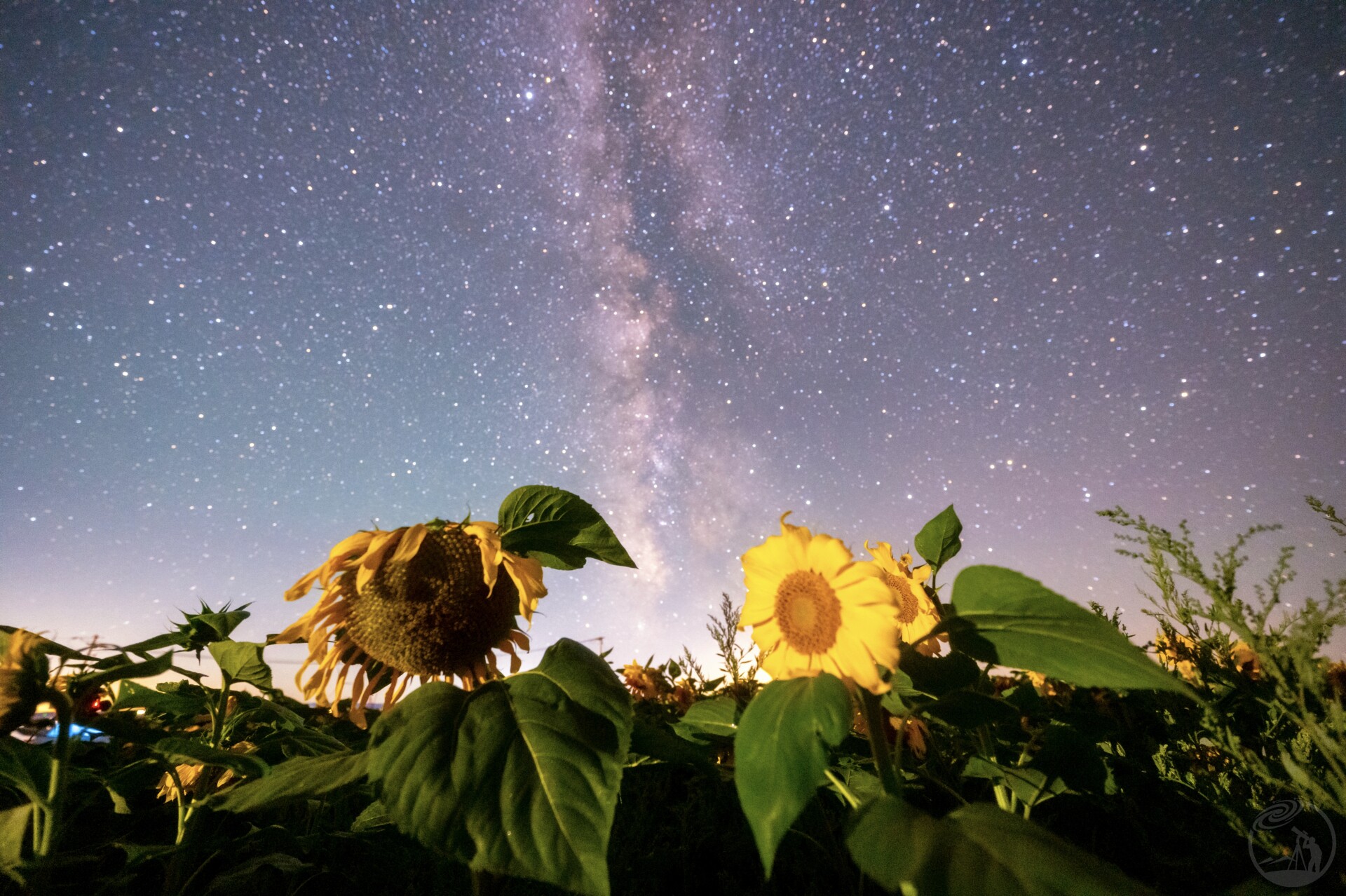 它们低着头，怕惊扰了这片星河