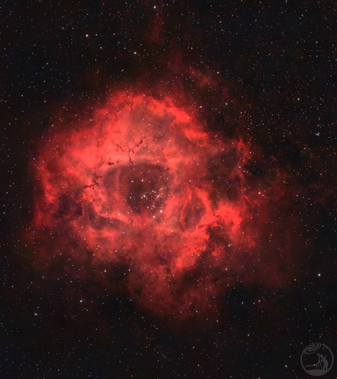 夜空中绽放的玫瑰